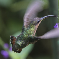 Rufous-breasted Hermit